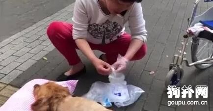 狗狗重病纏身致無法行走，主人不離不棄，愛它如初