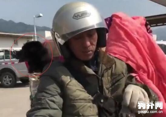 大叔騎摩托車帶狗狗一起回家過春節，狗子笑得超開心