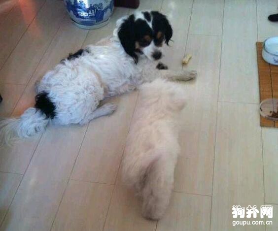小狗被主人拋棄在高速服務站，擔心它安危，我心軟撿回家