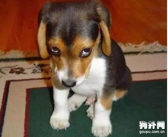 狗狗犯錯秒認慫，這么自覺？原來是故意的