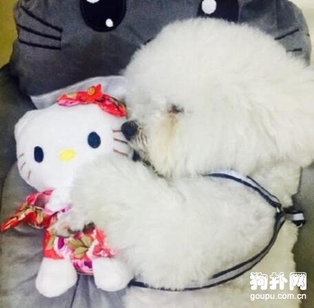 如果可以，希望你也能給流浪狗一個家