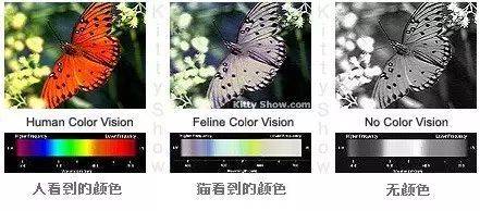 貓能看到幾種顏色