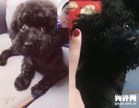 如果可以，希望你也能給流浪狗一個家