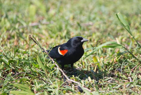 黑色鳥類大全鳥名稱