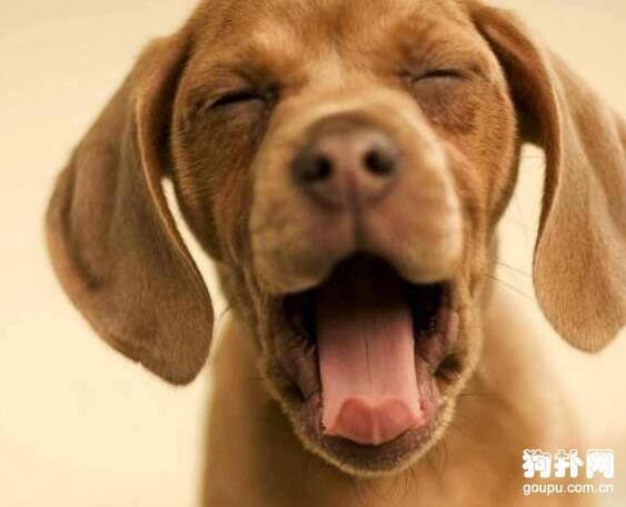 只因思念難消，國外一對夫婦斥巨資復活愛犬，太神奇了！！