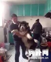 大狗狗賴在廚房不走，主人連拖帶拽推不動，吃成這樣也是服了