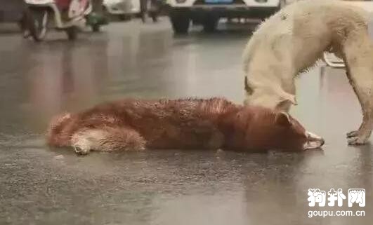 同伴命喪車輪，狗狗當街哀嚎不愿離去，好心酸