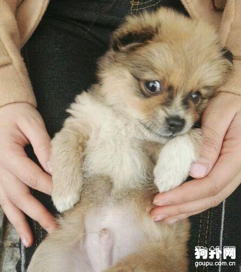 小狗被人活埋，幸得美女相救，好人有好報