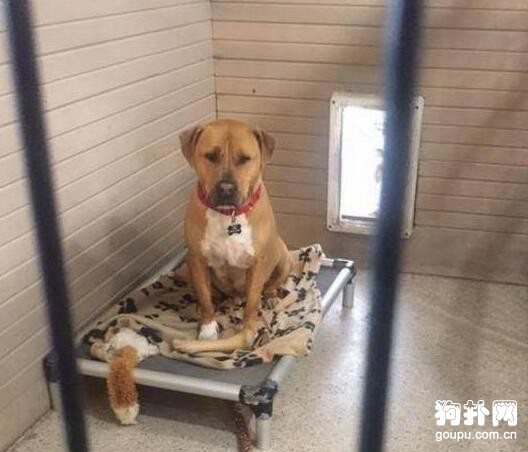 狗狗沒有毛病卻數年無人認養，內心無比沮喪