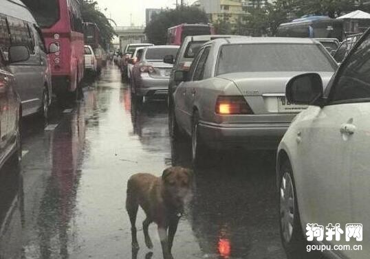 <a href=/zhonglei/gou/ target=_blank class=infotextkey>狗</a>狗冒雨扒車，苦尋主人無果，失望的眼神讓人心酸