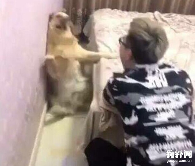 主人”失戀”，狗狗好心安慰卻被捉弄，心疼狗狗！
