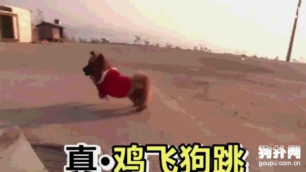 囂張的狗子被雞群圍住狠狠教訓了一頓，被啄得懷疑狗生