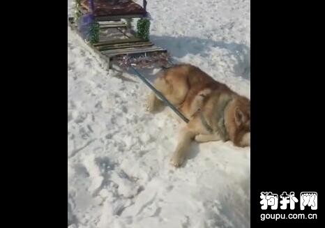 狗狗圣誕節拉客賺錢，累趴在雪地上，主人被罵了！
