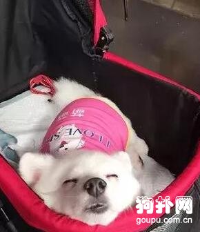狗狗在繁殖場被折磨得沒有狗樣，患病后被無情拋棄