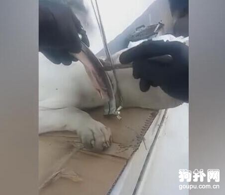 寵主為博眼球給寵物狗做整形，還有人性嗎！