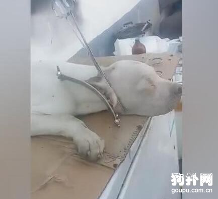 寵主為博眼球給寵物狗做整形，還有人性嗎！