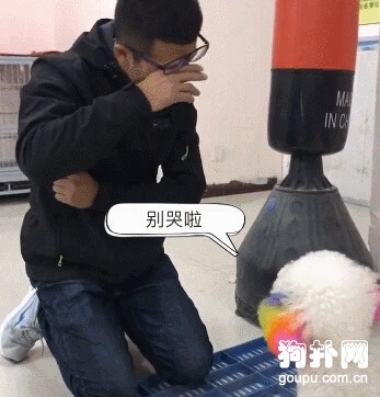 夜歸男主因罰跪而哭泣，狗狗叼來紙巾幫擦拭，好貼心