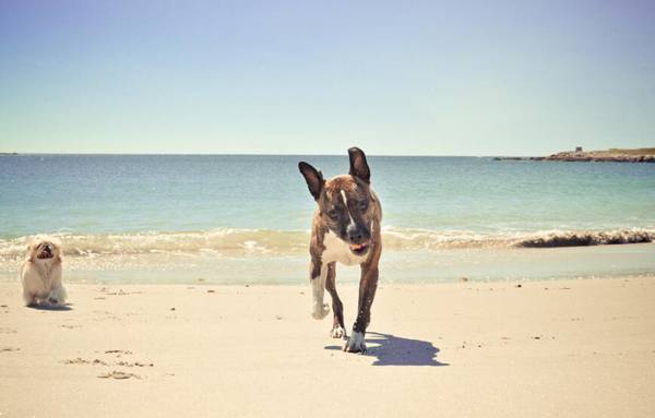 比特犬想開口的前兆