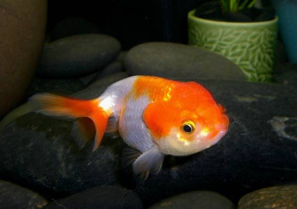 金魚多少天喂一次