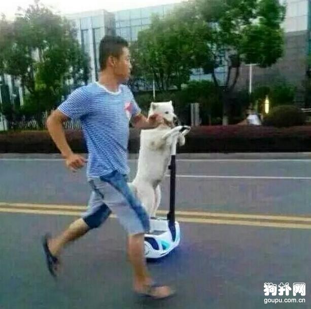 讓狗狗獨自騎平衡車？真是活久見啊