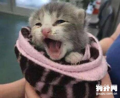 狗狗撿回一只小貓咪，還自愿當它的奶媽
