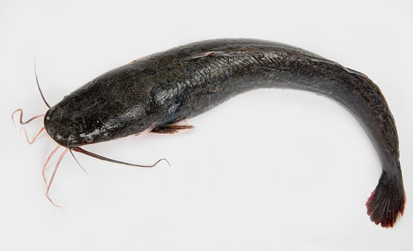 梭邊魚和鯰魚的區別