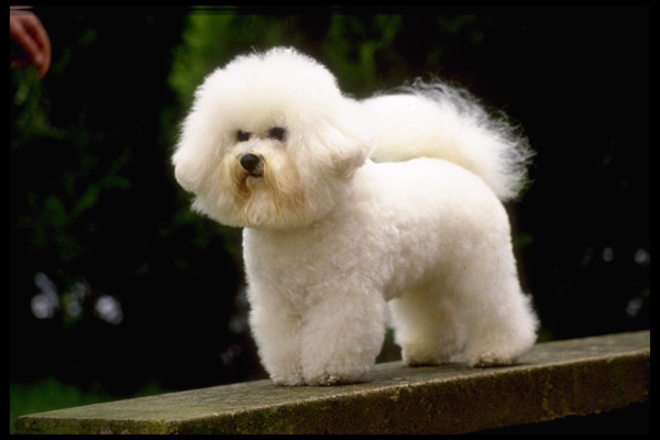 小型犬品種大全