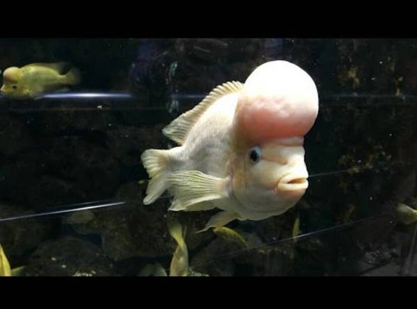 羅漢魚苗怎么養