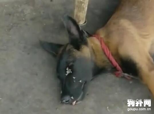 狗子躺地不起，臉上爬滿了蒼蠅，還以為它死了呢