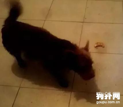 寒冷的冬夜，流浪狗組隊來我房間過夜，不怕人了嗎？