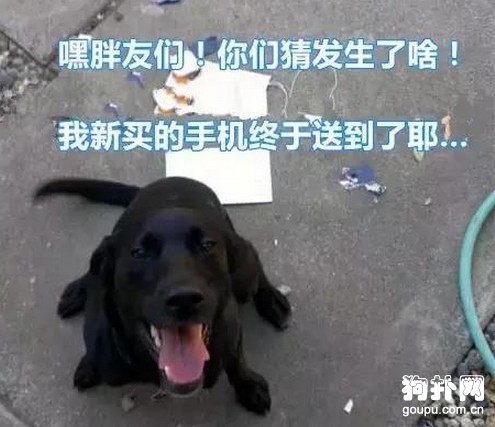 家有萌寵歡樂多