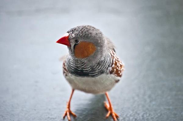 珍珠鳥怎么分公母