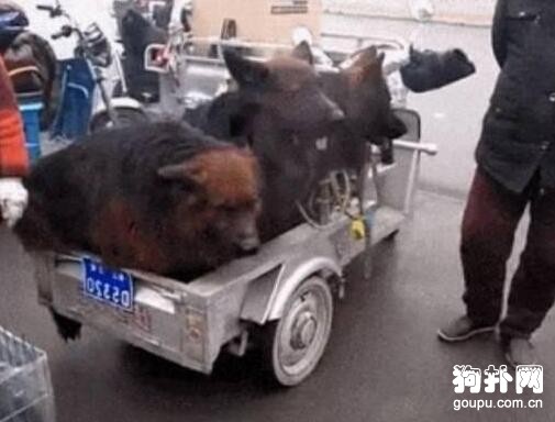 農村大叔早市賣狗，價格降到一半都沒人要，這狗很差嗎？