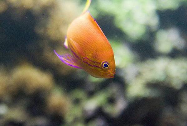 小金魚吃什么