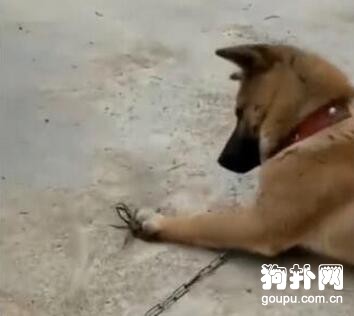被小螃蟹嚇得哇哇叫的大<a href=/zhonglei/gou/ target=_blank class=infotextkey>狗</a>，太慫了吧