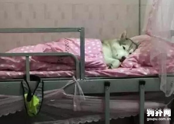 狗狗跳上我的床，還給自己蓋上被子，不需要我了？