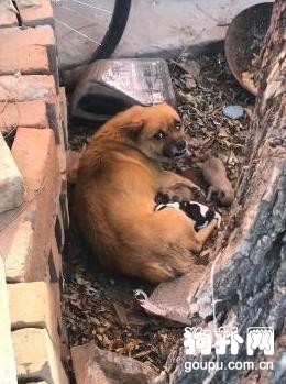 眼睜睜看著自己的孩子被凍死，流浪狗媽媽悲痛欲絕