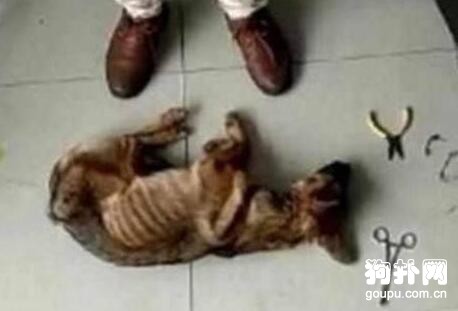 狗狗被卡住不能動彈，痛苦不已，好心人看到后氣哭了