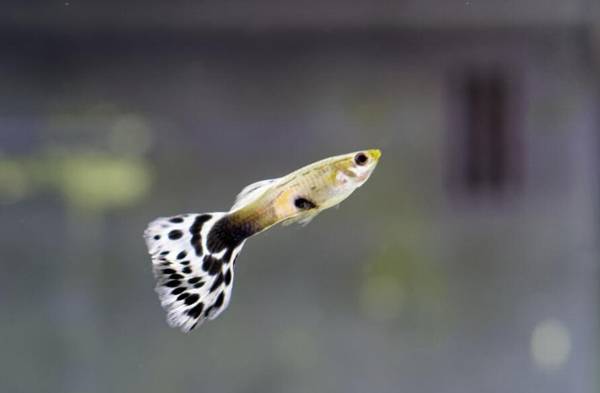 孔雀魚懷孕特征