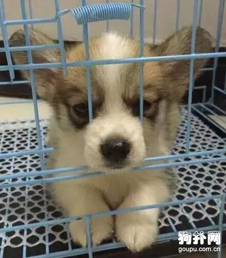 寵物店主好心送狗，被領走的狗狗隔天出現在垃圾堆里