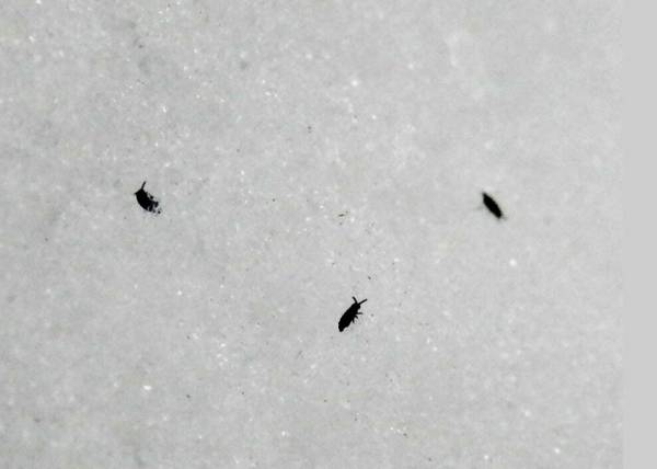 如何殺死跳蚤