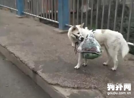 狗狗幫主人背菜，走快了還知道停下等等，好體貼哦