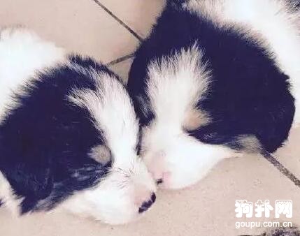 小奶狗一只接一只被凍死，狗媽媽忍痛將孩子送人，心酸