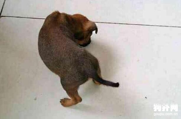 得知買的狗只是土狗，不是名犬，鄰居憤而丟棄