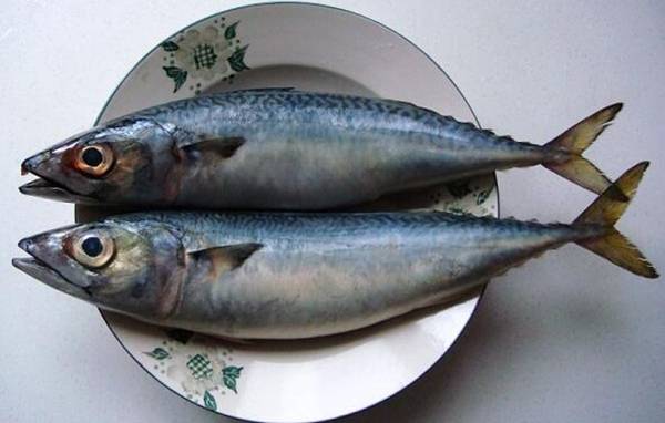 青占魚為什么沒人買