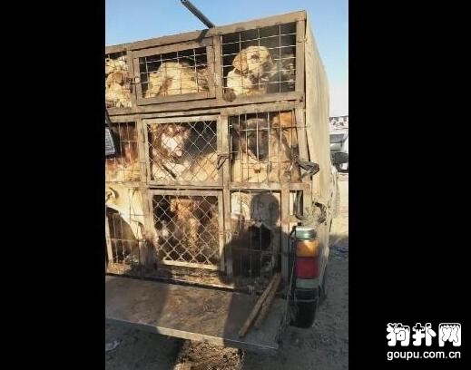 一卡車狗狗不分品種論斤賣，想救，心有余而力不足！