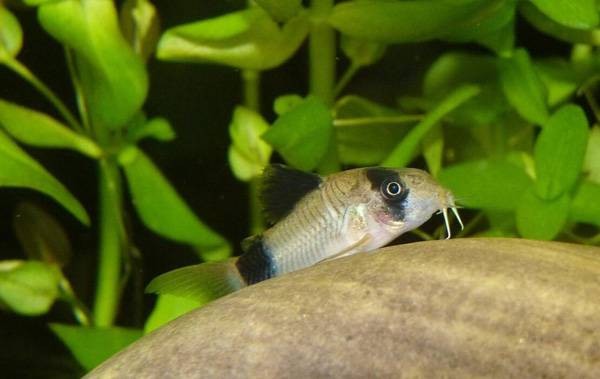 老鼠魚吃什么