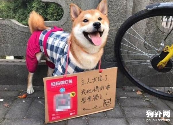 有個不靠譜的主人，狗狗被迫江湖賣藝，自己養自己！