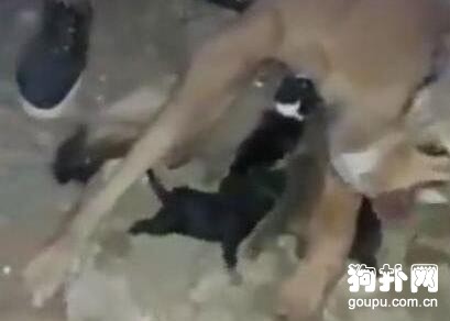 小狗被人活埋，母狗慘叫著瘋狂刨土，5只死了3只！