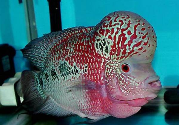 羅漢魚發黑處理辦法